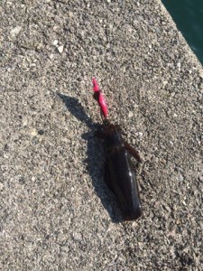 s-IMG_0710